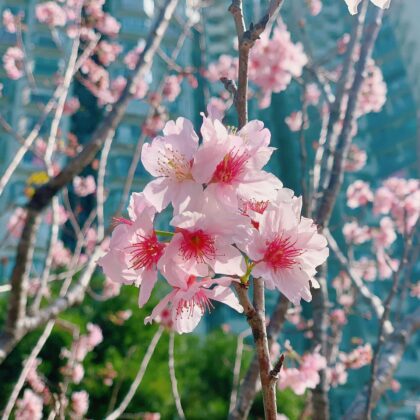 cherry blossoms hong kong sakura tree gardens whats on