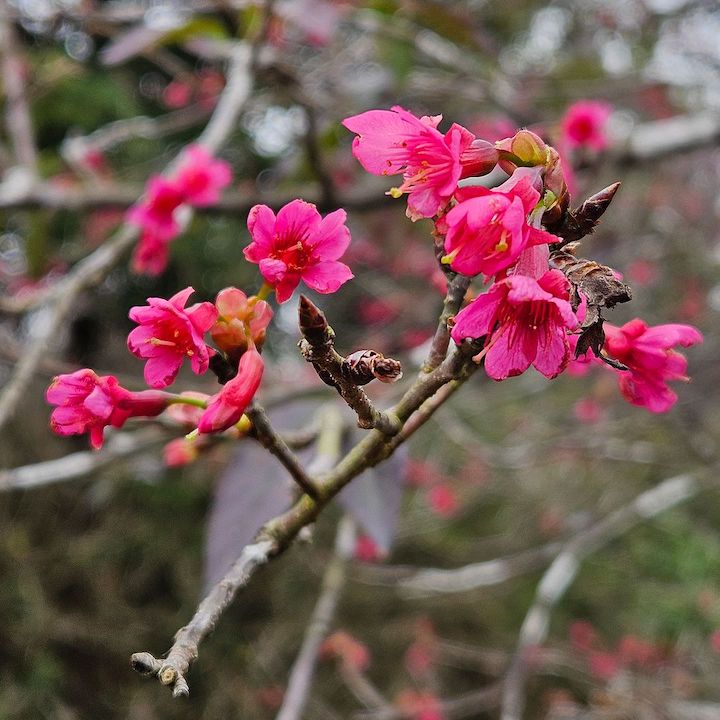 cherry blossoms hong kong sakura tree gardens whats on kadoorie farm botanic garden